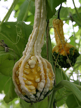 Detail from LI SHAN’s Pumpkin Project, 2007, 33 digital prints, 85 × 65 cm each. Courtesy the artist and Power Station of Art, Shanghai.