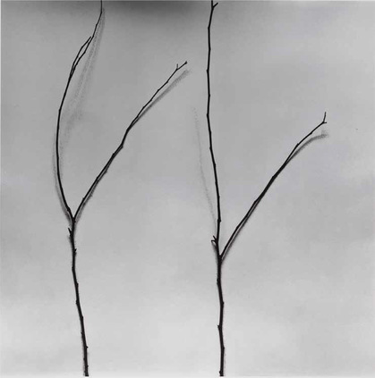 CHU CHU, Cercis from the series “Whispers of Trees,” 2011–17, photography, calligraphy, Chinese ink on paper, 50 × 50 cm.