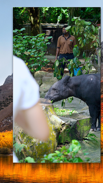 Still image from HSU CHIA-WEI’s Black and White – Malayan Tapir, 2018, four-channel video installation: 6 min 55 sec. Courtesy the artist.