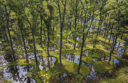 Junya Ishigami's Water Garden Receives Inaugural Obel Architecture Award