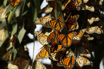 Monarch butterflies. Photo by Jean Beaufort.